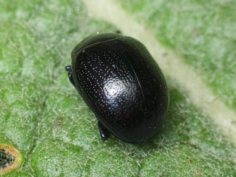 Chrysolina haemoptera (Linnaeus, 1758)